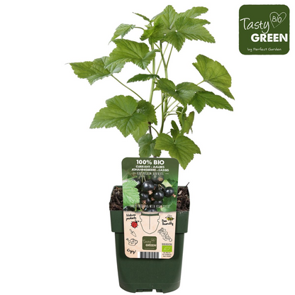 Schwarze Johannisbeere 'Ben Nevis' – Bio-Beerenstrauch Ø13cm