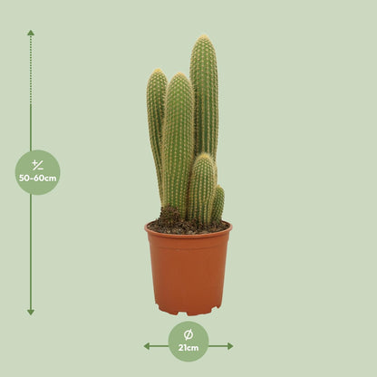 Vatricania Guentheri – Exotische, pflegeleichte Zimmerpflanze 55 cm