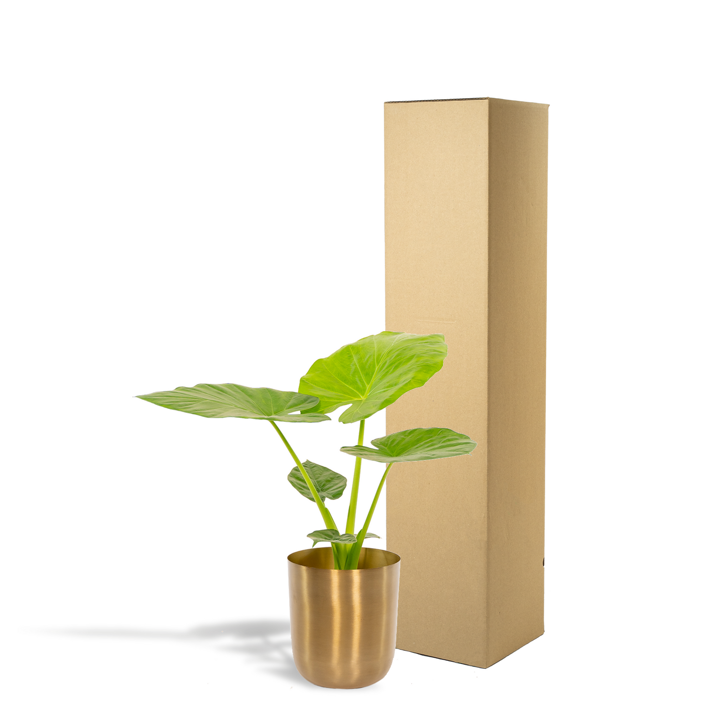 Alocasia Macrorrhiza Elefantenohr Ø19cm mit Mayk Gold Topf