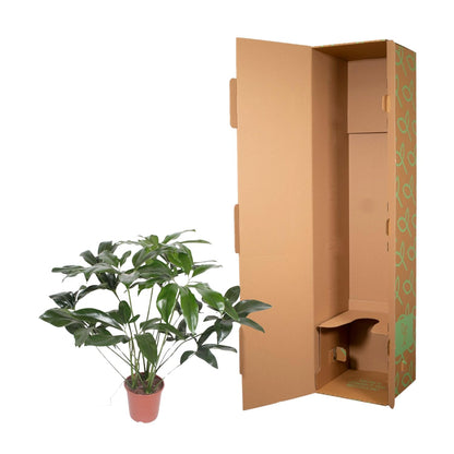 Philodendron Green Wonder – 120 cm, pflegeleicht & robust