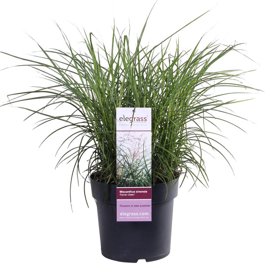 Miscanthus sinensis Ferner Osten – Pflegeleichtes Ziergras Ø19cm