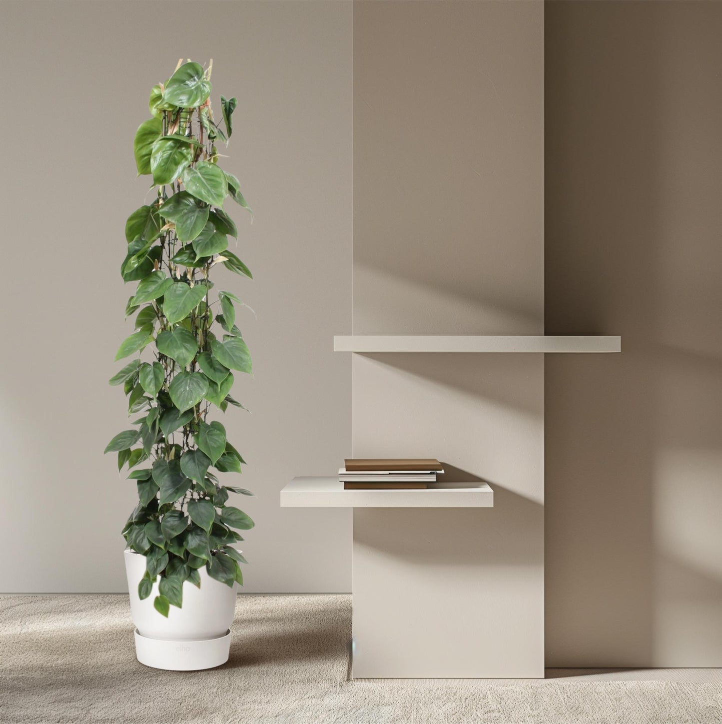 Philodendron Scandens Gaasrek – 160 cm, ø27 cm
