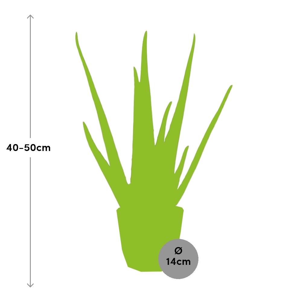 Aloe Vera 12 cm im ELHO b.for rock Topf warm grey