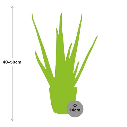 Aloe Vera 12 cm im ELHO b.for rock Topf warm grey