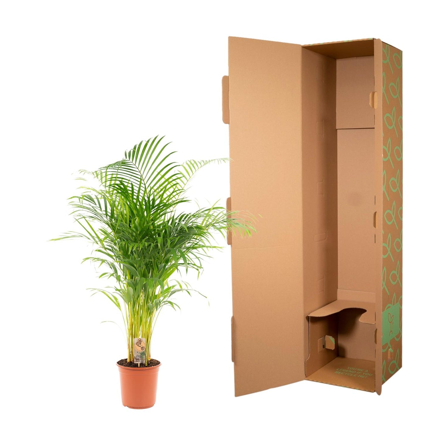 Areca-Palme Ø21cm – Luftreinigende tropische Zimmerpflanze bis 130cm