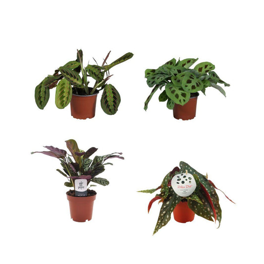 Bunte Pflanzenbox – 4er pflegeleichter Zimmerpflanzen-Mix Ø12cm