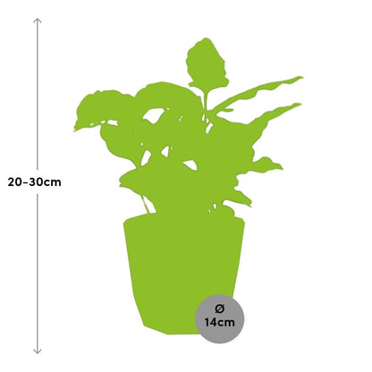 Coffea Arabica – Pflegeleichte Kaffeepflanze im 14cm Topf
