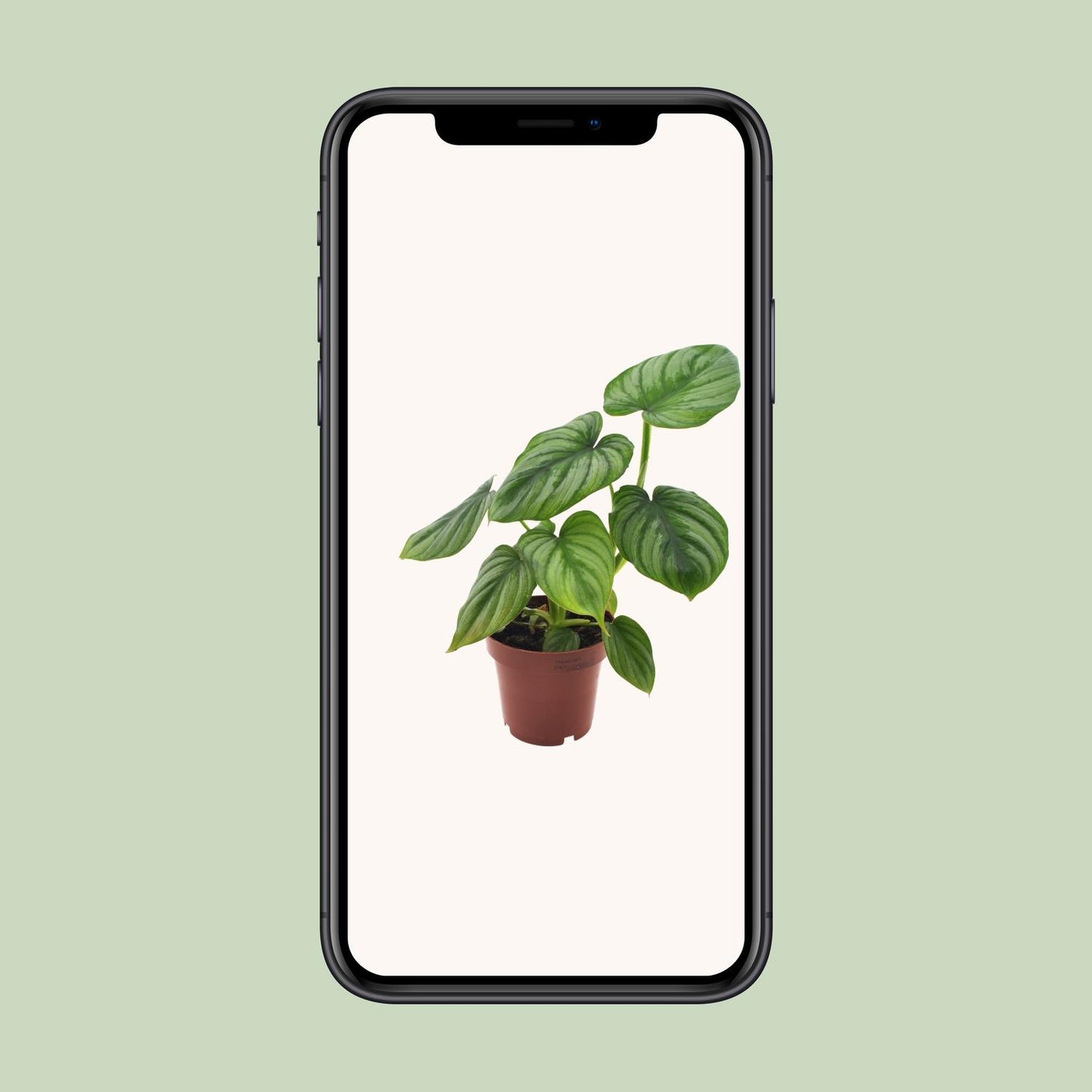 Philodendron Mamei - Seltene, pflegeleichte Zimmerpflanze Ø12cm