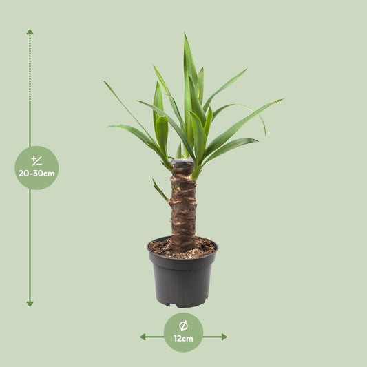 Yucca Elephantipes – Pflegeleichte Zimmerpflanze Ø12cm
