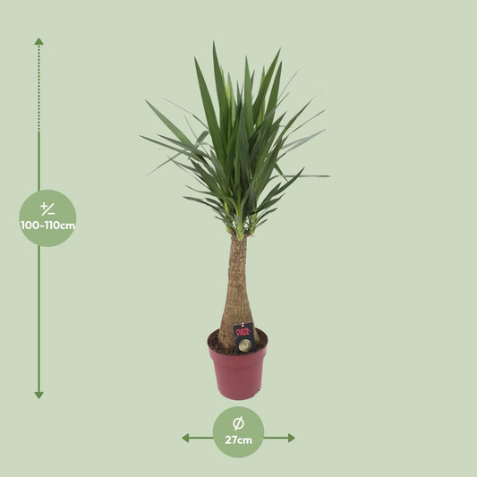 Yucca 'Maya Tree' – Elefantenfuß Zimmerpflanze 110 cm