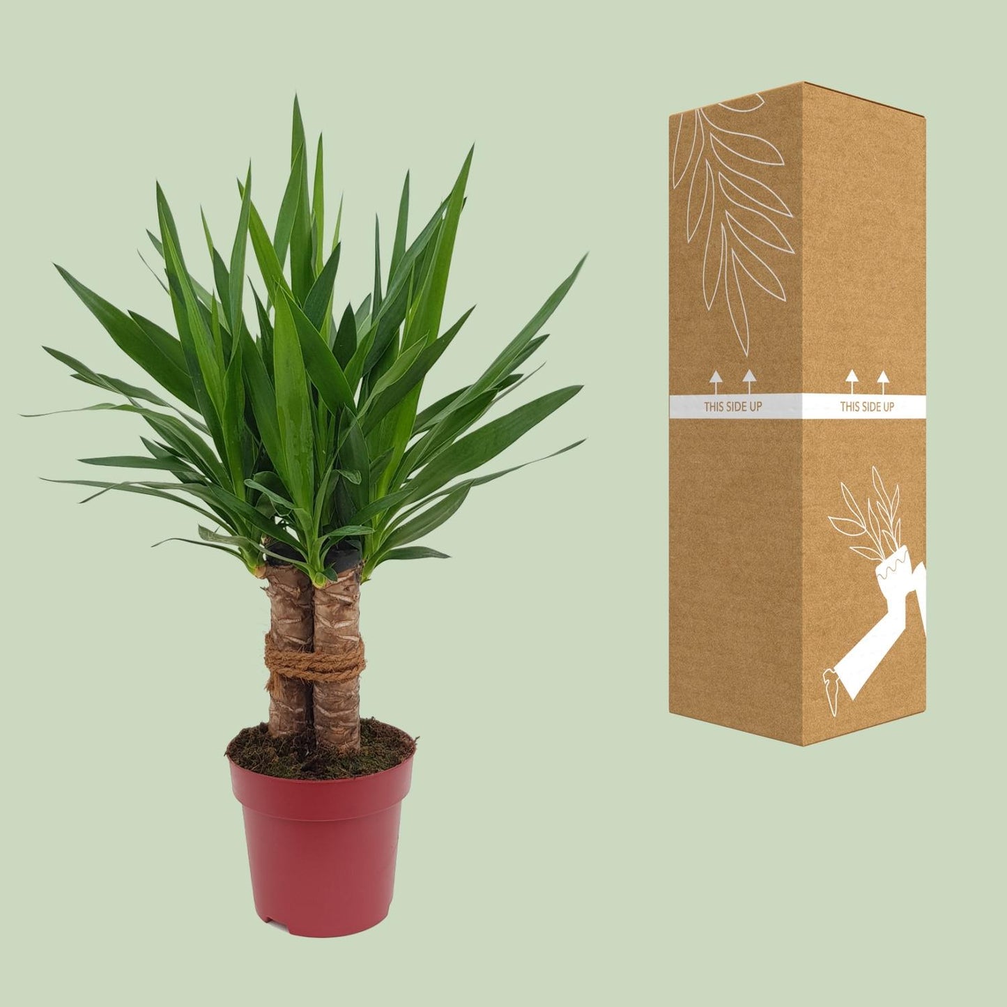 Yucca Palme 'Tres Cañas' – 70 cm pflegeleicht & robust