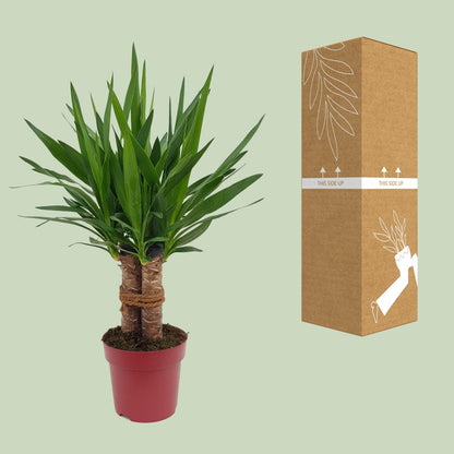 Yucca Palme 'Tres Cañas' – 70 cm pflegeleicht & robust