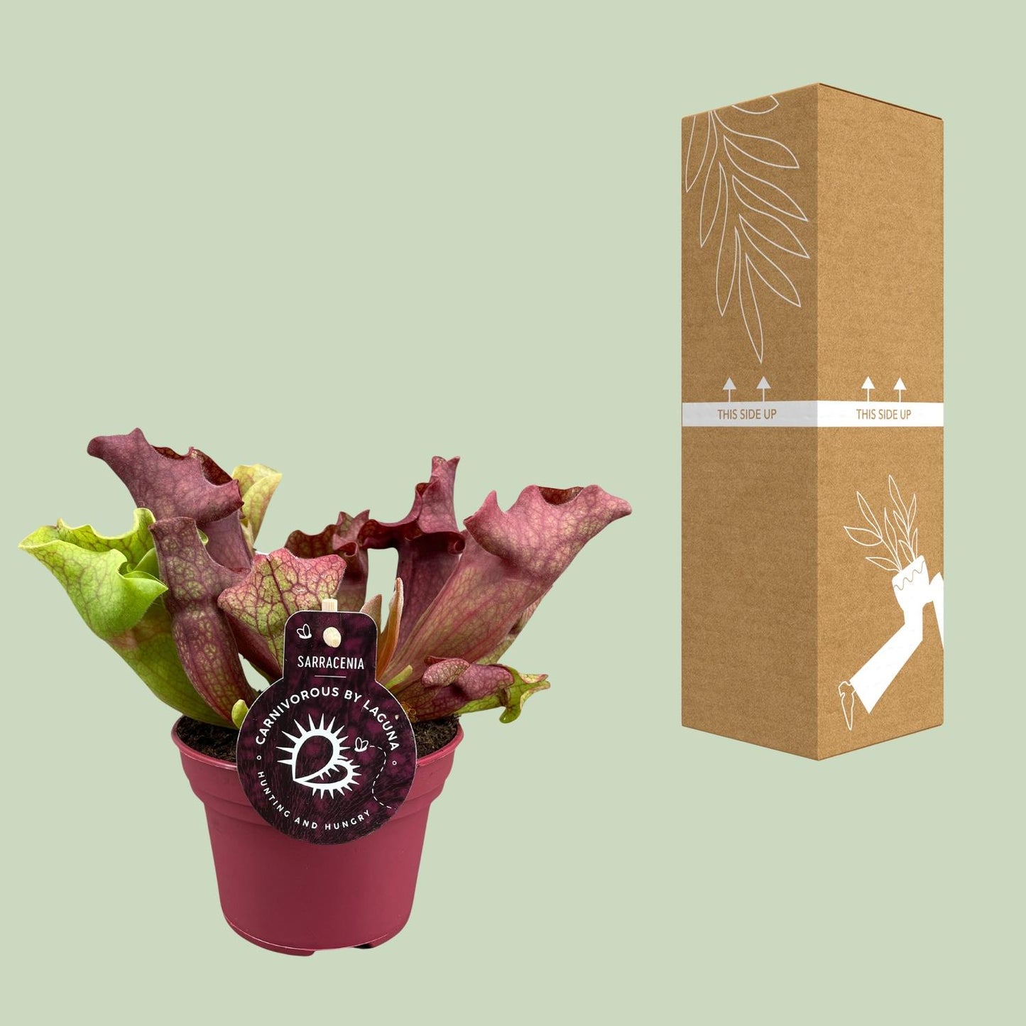Sarracenia Kannenpflanze Ø12 cm, Höhe 20 cm – Exotisch & Pflegeleicht