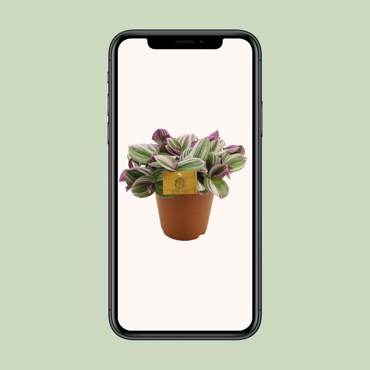 Tradescantia Nanouk – Bunte, pflegeleichte Zimmerpflanze Ø15cm