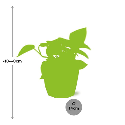 Epipremnum Pinnatum ‘Golden Pothos’ – pflegeleichte Zimmerpflanze