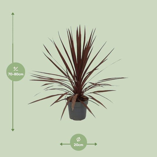 Cordyline Australis Red Star – Pflegeleichte Zimmerpflanze