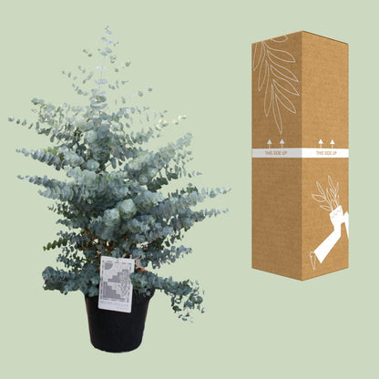 Eucalyptus Cinerea Silver Dollar – Pflegeleichter Trendpflanze Ø30cm