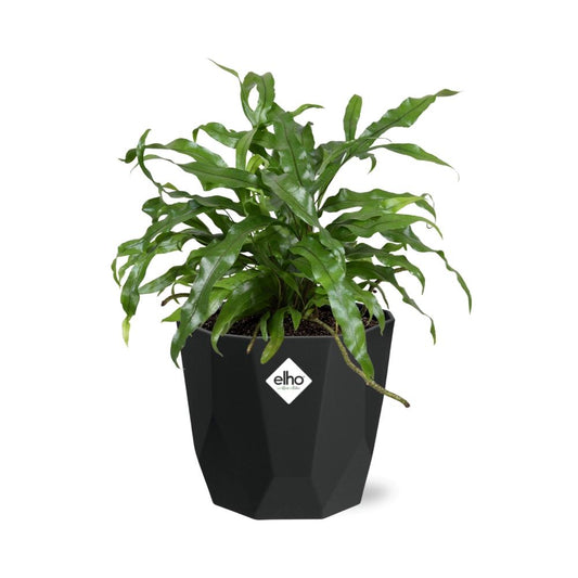 Microsorum Diversifolium – Kängurufarn 14cm Topf