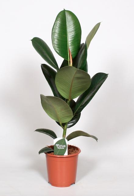Gummibaum Robusta – Pflegeleichte Zimmerpflanze Ø17cm, 65cm hoch