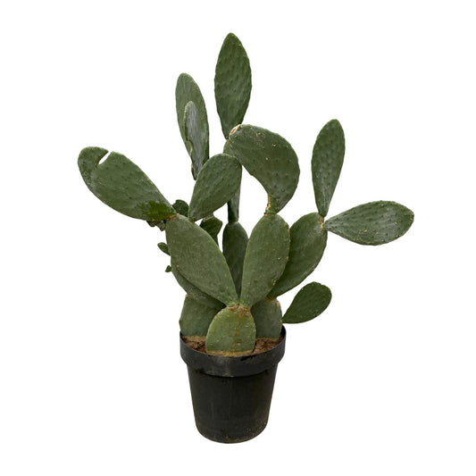 Opuntia Ficus Indica Kaktus – 120 cm, Ø 50 cm