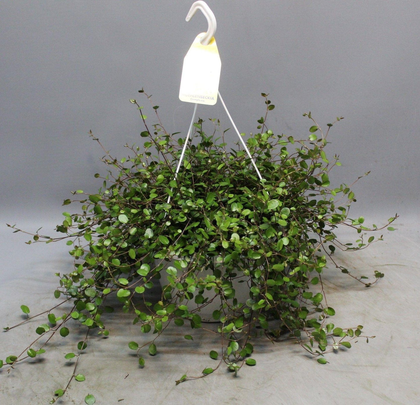 Muehlenbeckia 'Wolkje der Liefde' – Pflegeleichte Zimmerpflanze Ø22cm