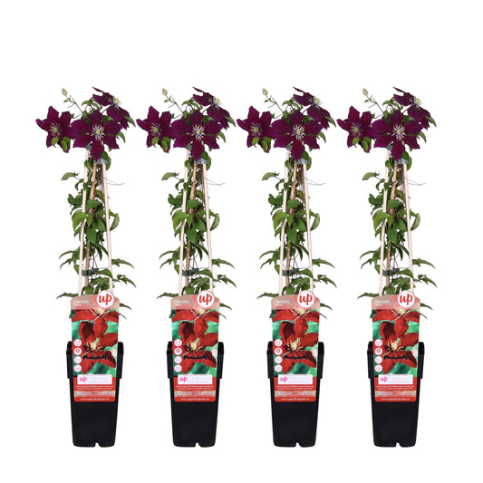 4x Clematis Niobe – Robuste, rote Kletterpflanze