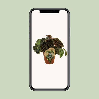 Begonie Rex Ferox – Exotische Zimmerpflanze 25 cm