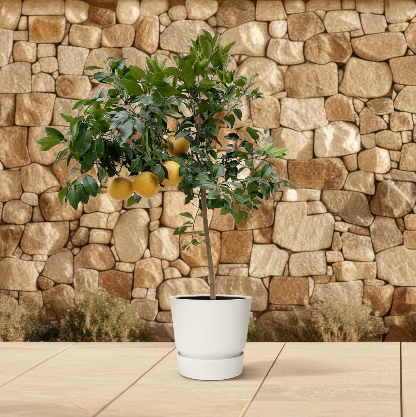 Citrus Pompelmo – Pflegeleichter Zitrusbaum 150 cm