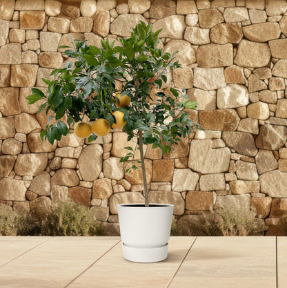 Citrus Pompelmo – Pflegeleichter Zitrusbaum 150 cm