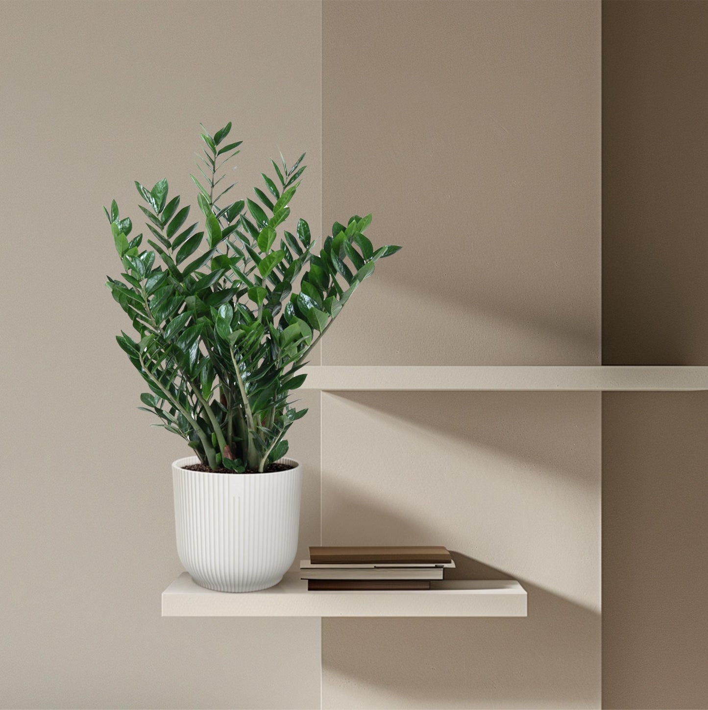 Zamioculcas Zamiifolia – Pflegeleichte Zimmerpflanze 100 cm