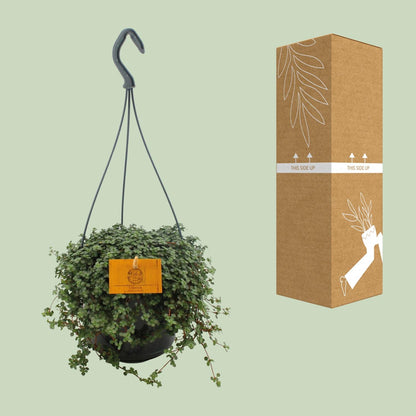 Pilea Glauca – Pflegeleichte Artilleriepflanze 15 cm