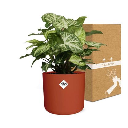 Syngonium Arrow – Pfeilblatt-Efeu im ELHO b.for soft Rond 14cm