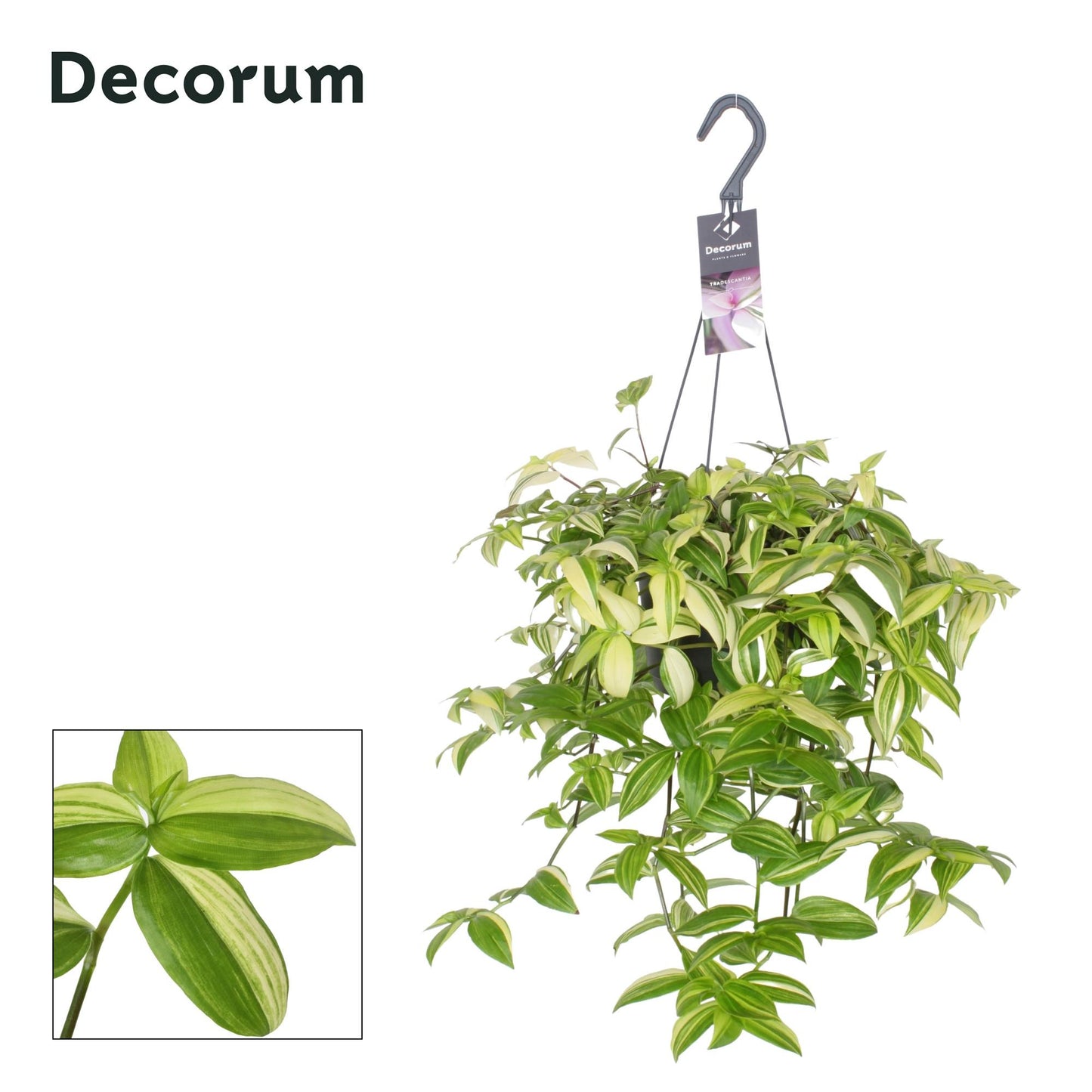 Tradescantia Yellow Hill – Pflegeleichte Hängepflanze Ø17cm