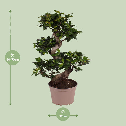 Ficus M. Ginseng – Pflegeleichter Zimmerbaum Ø22cm, 70cm hoch