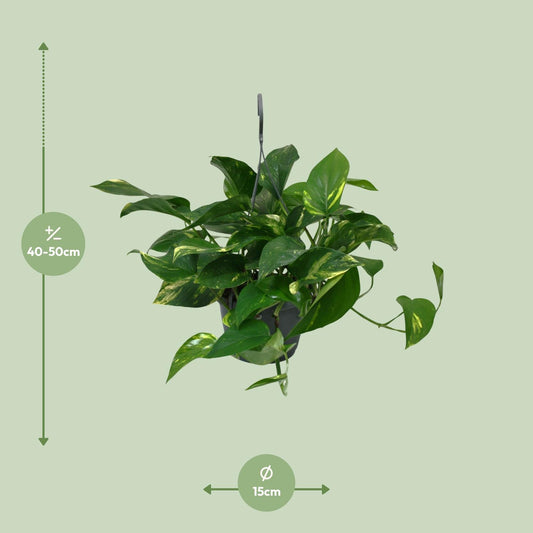 Scindapsus Epipremnum – Pflegeleichte Zimmerpflanze Ø15cm
