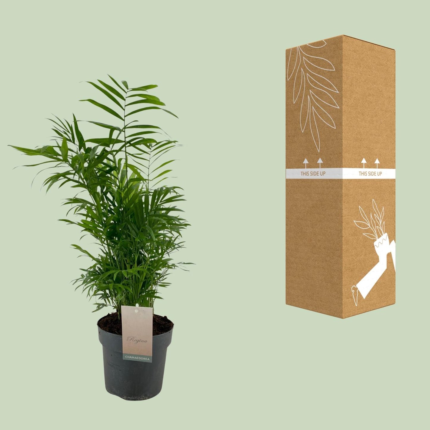 Chamaedorea Elegans – Zwergpalme Ø17cm, 50cm hoch