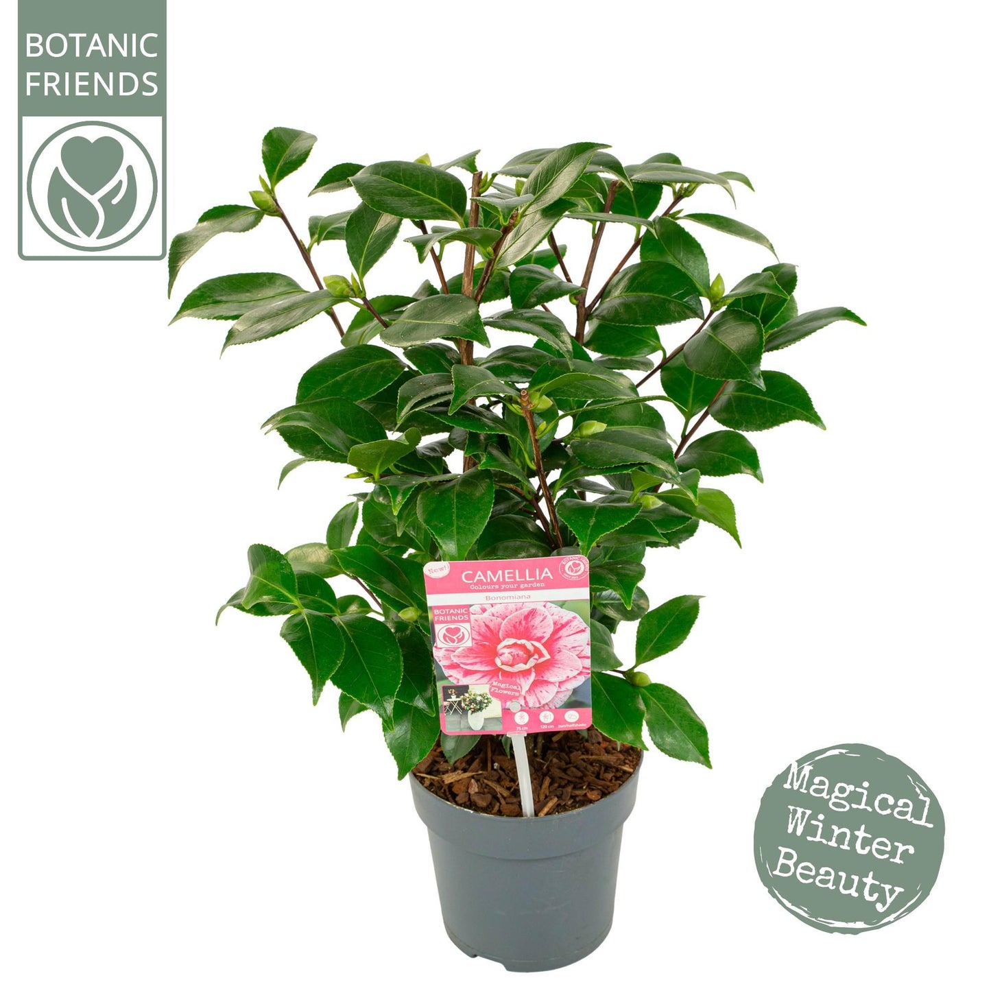 Camellia Japonica 'Bonomiana' – Pflegeleichte Blütenpracht Ø15cm