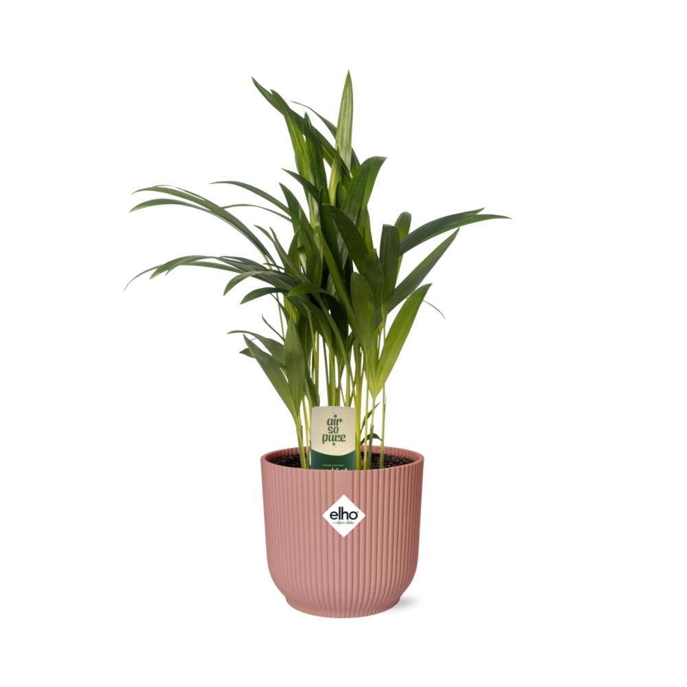 Dypsis Lutescens Bambuspalme 12cm in ELHO Vibes Fold 14cm rosa