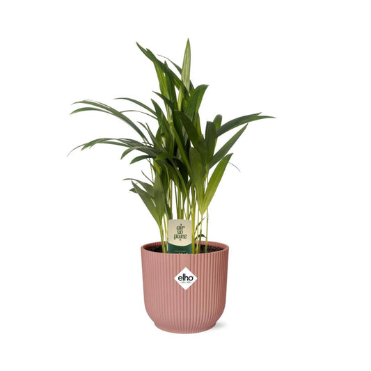 Dypsis Lutescens Bambuspalme 12cm in ELHO Vibes Fold 14cm rosa