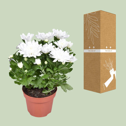 Chrysantheme Brave – Pflegeleichte Kissenchrysantheme Ø12cm