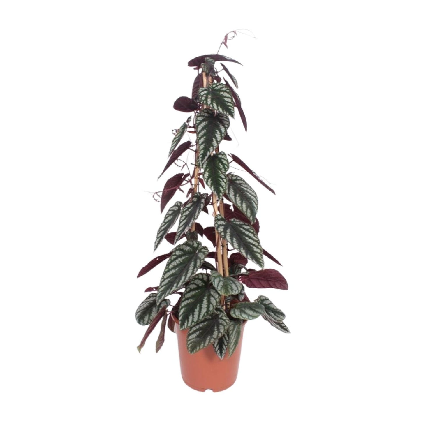 Cissus Antarctica – Pflegeleichte Kletterpflanze Ø24cm