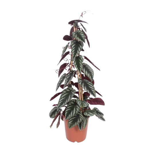Cissus Antarctica – Pflegeleichte Kletterpflanze Ø24cm