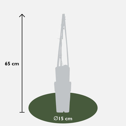 3x Clematis Hagley Hybrid – Blühende Kletterpflanze Ø15cm