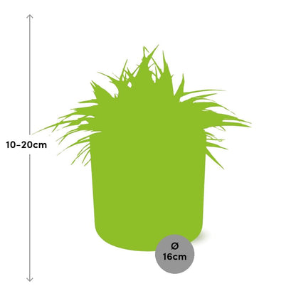 Chlorophytum Ocean 15cm – Pflegeleichte Spinnenpflanze
