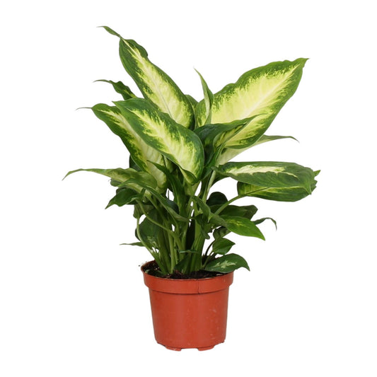 Dieffenbachie 'Camilla' – Pflegeleichte Zimmerpflanze 35 cm