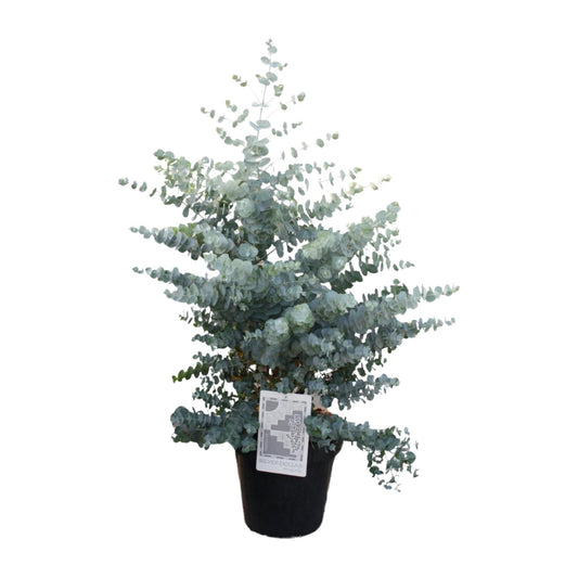 Eucalyptus Cinerea Silver Dollar – Pflegeleichter Trendpflanze Ø30cm