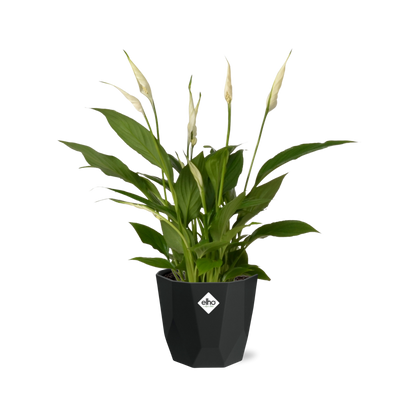 Friedenslilie Spathiphyllum 12 cm im schwarzen Torelli-Topf