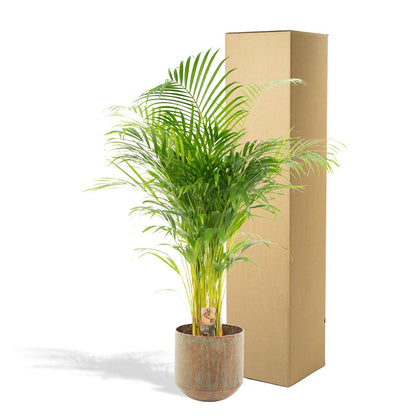 Areca-Palme mit Topf – 110 cm, Ø 21 cm