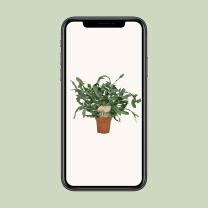 Phlebodium Blue Star – pflegeleichte Zimmerpflanze Ø12cm