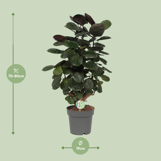 Polyscias Scutellaria Fabian – Exotische Zimmerpflanze Ø19cm
